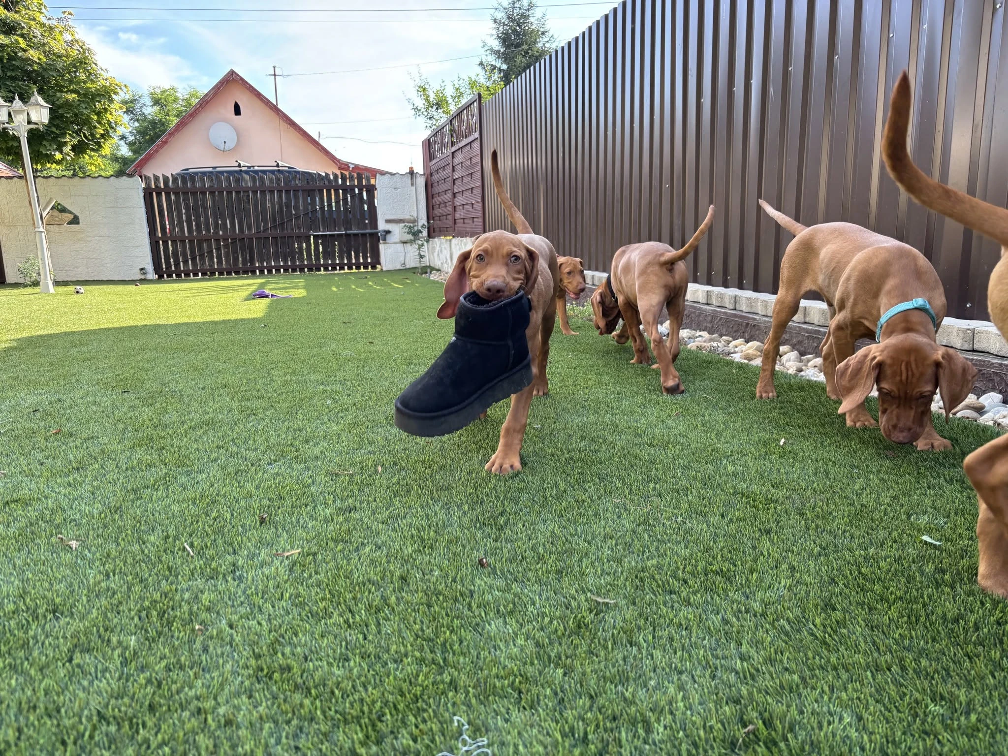 Kutyabarát műfű kutyás kertbe – vizsla referencia | Prémium Pázsit - vizsla mufu 01 cipovel