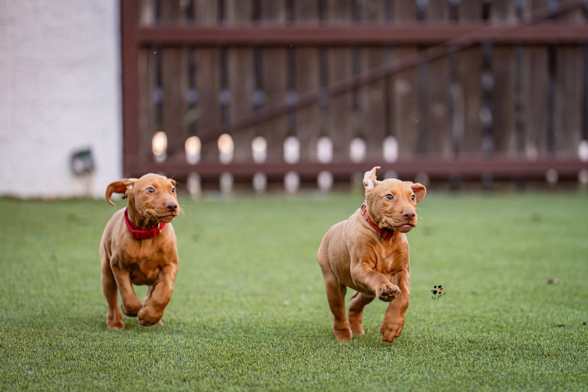 Kutyabarát műfű kutyás kertbe – vizsla referencia | Prémium Pázsit - vizsla mufu 02 futas