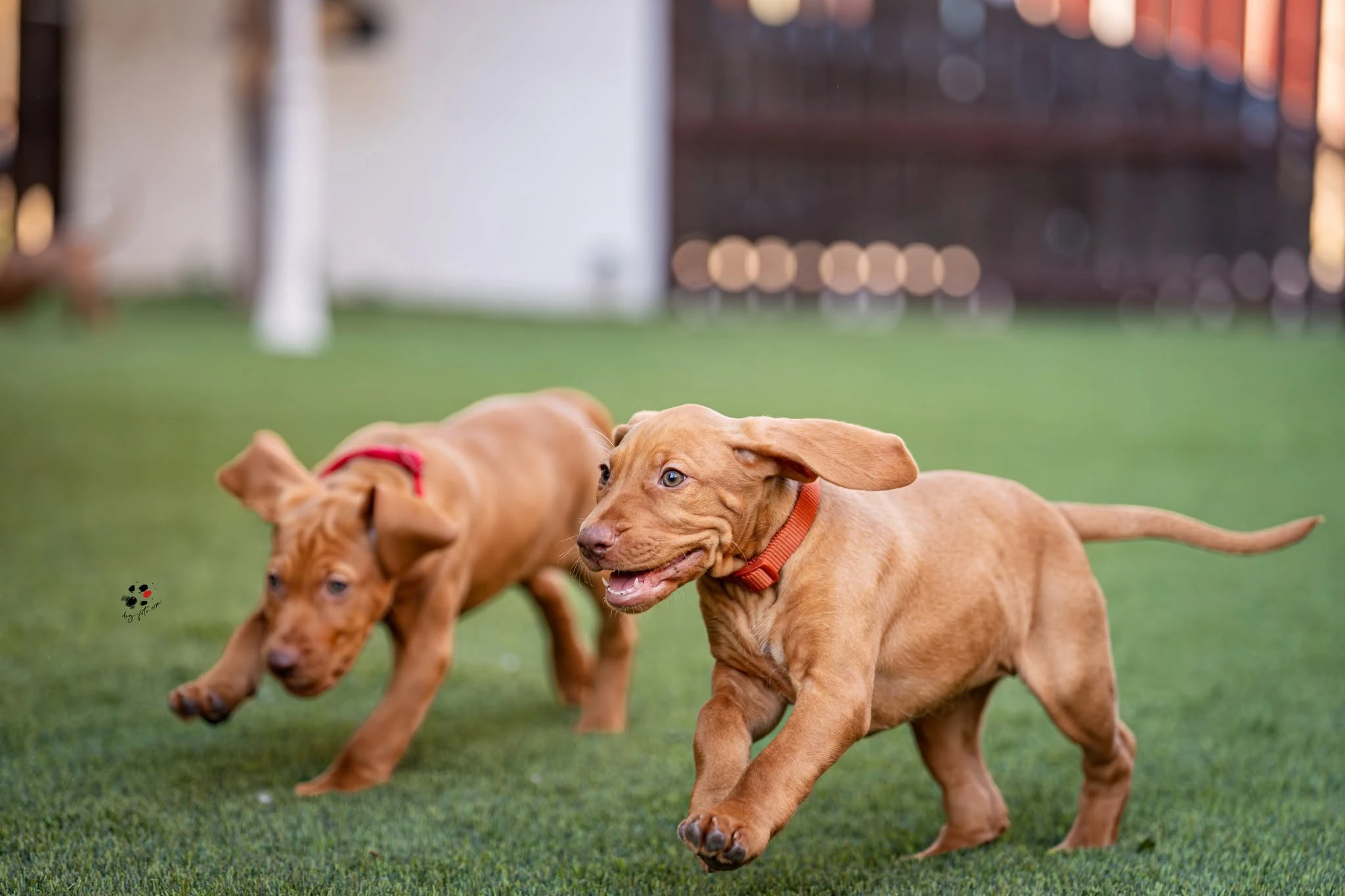 Kutyabarát műfű kutyás kertbe – vizsla referencia | Prémium Pázsit - vizsla mufu 03 jatek