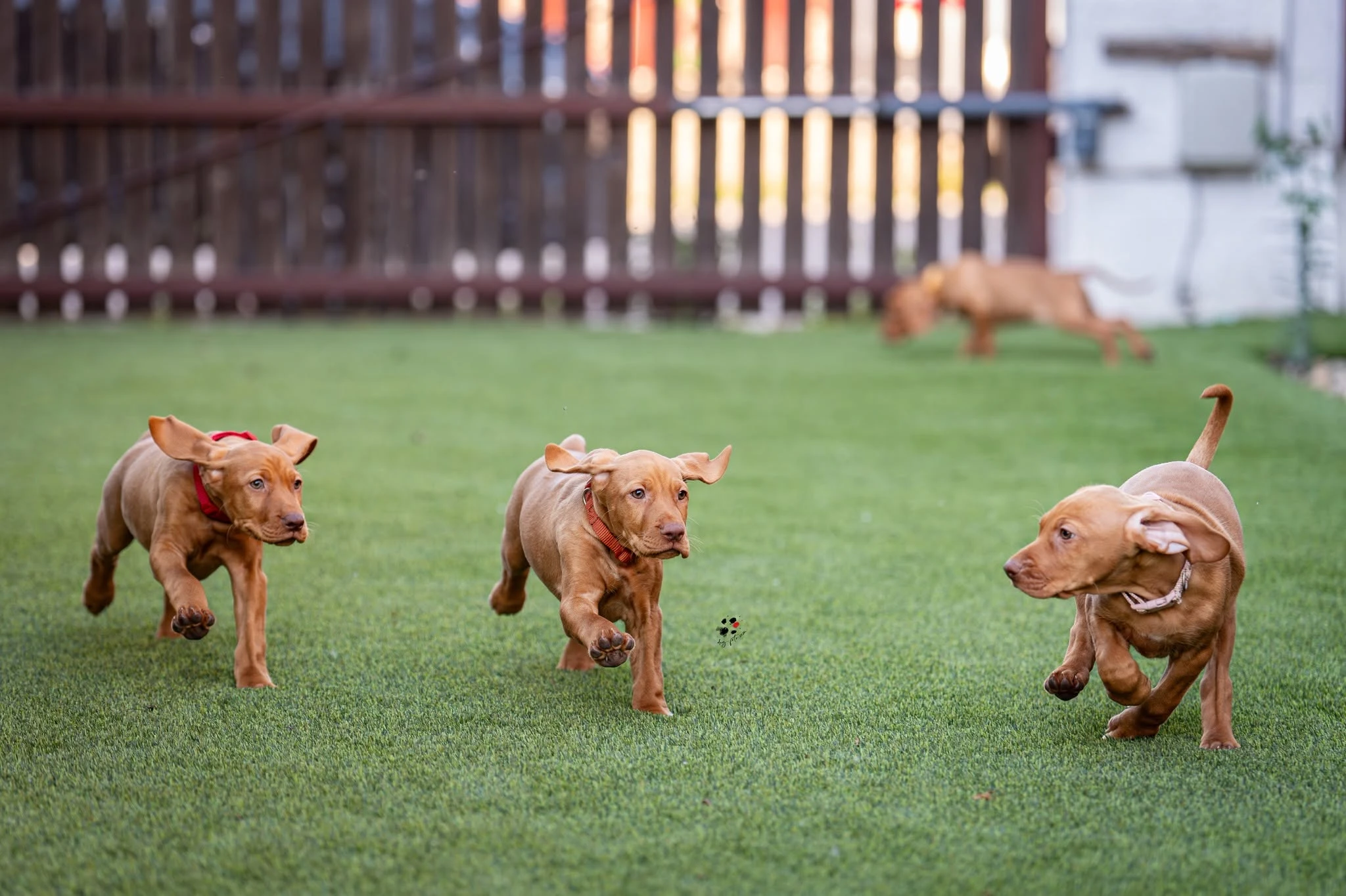 Kutyabarát műfű kutyás kertbe – vizsla referencia | Prémium Pázsit - vizsla mufu 04 harman