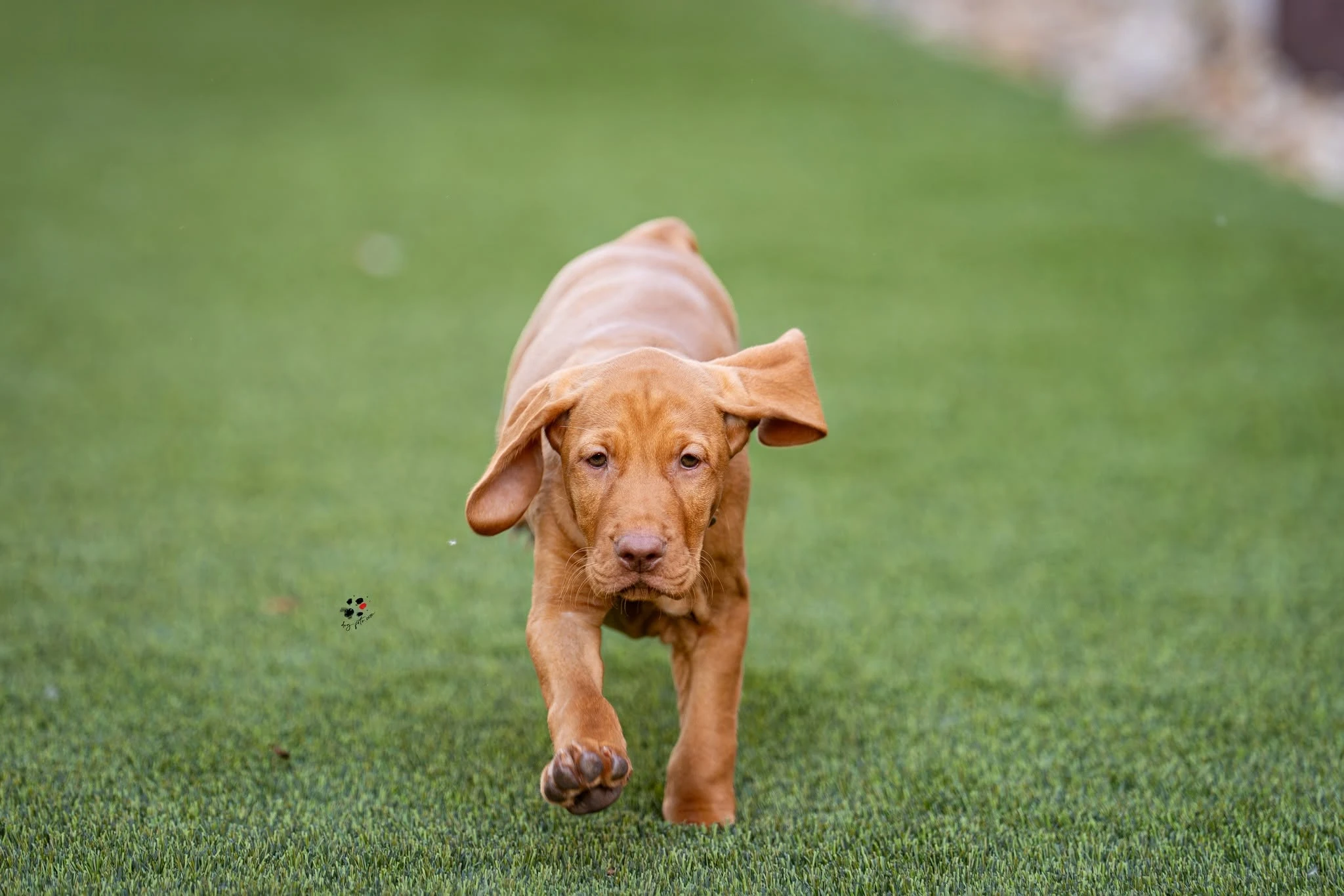 Kutyabarát műfű kutyás kertbe – vizsla referencia | Prémium Pázsit - vizsla mufu 05 portre