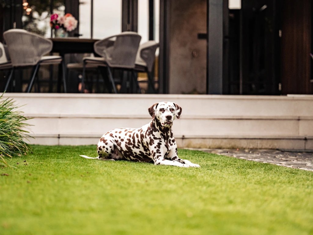 ONE-DNA Elan 45 - marketing